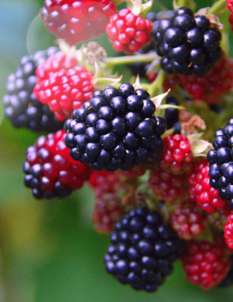 plantberry